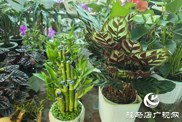 寒冬“绿意消费”升温 阳台小盆栽带火花市
