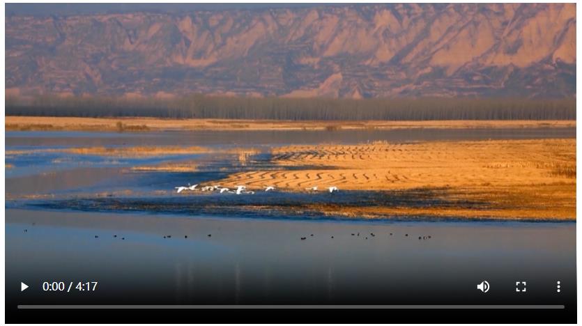 【身边的“十四五”】守望16000只天鹅的归期