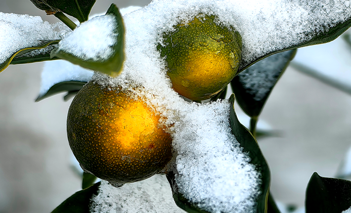 县区动态 | 雪落无声 诗意满园