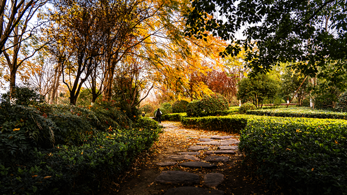 县区动态 | 金辉染玉带 树影绘冬卷
