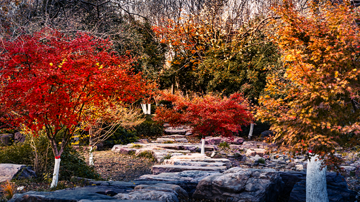 县区动态 | 金辉染玉带 树影绘冬卷