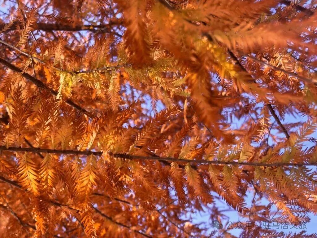 全部免费！在驻马店，收藏冬日的第一缕暖阳