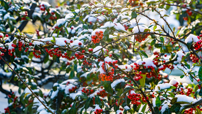 县区动态 | 雪落无声 诗意满园