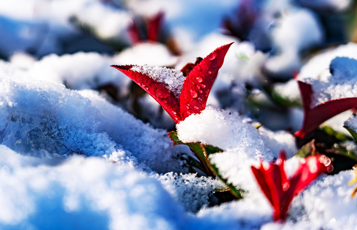 县区动态 | 雪落无声 诗意满园