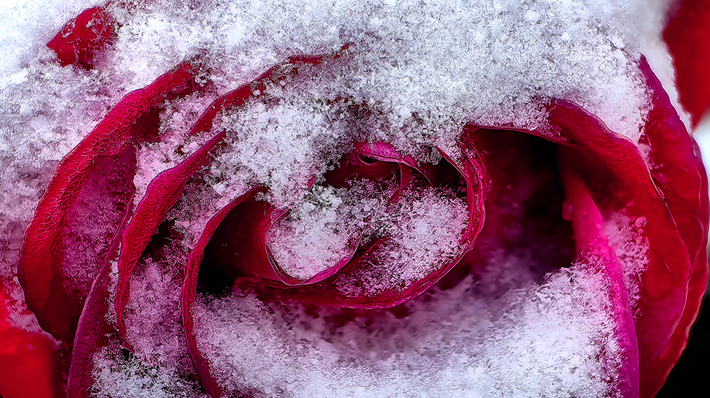 县区动态 | 雪落无声 诗意满园