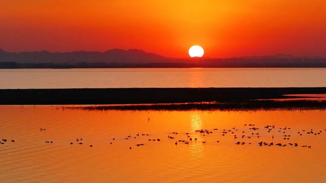 冬日限定！万鸟齐飞，这幅生态画卷美到心醉