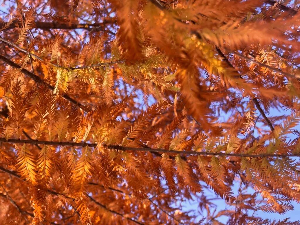 家门口的练江湖，藏着一片会“燃烧”的森林！