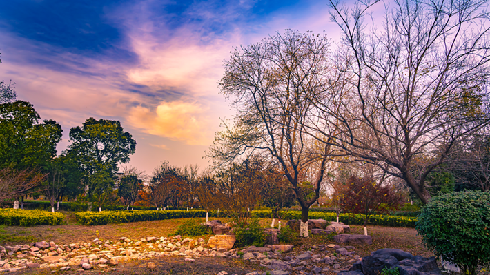 县区动态 | 金辉染玉带 树影绘冬卷