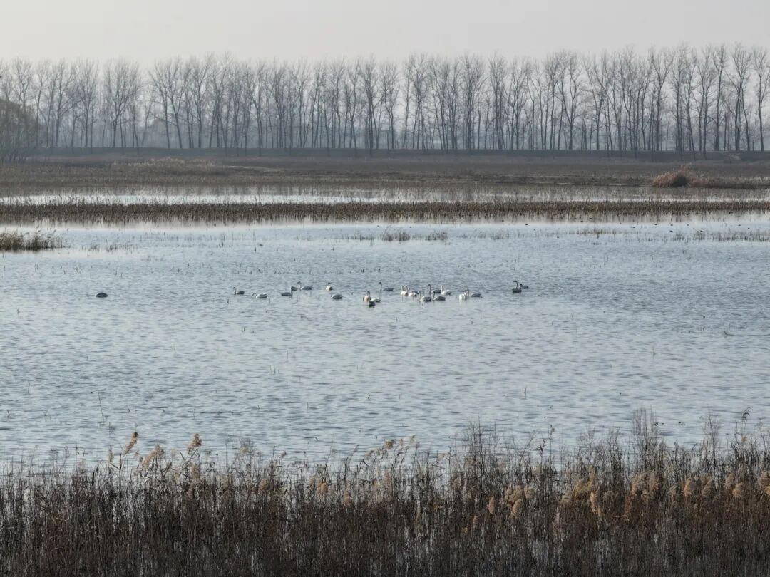 冬日限定！万鸟齐飞，这幅生态画卷美到心醉