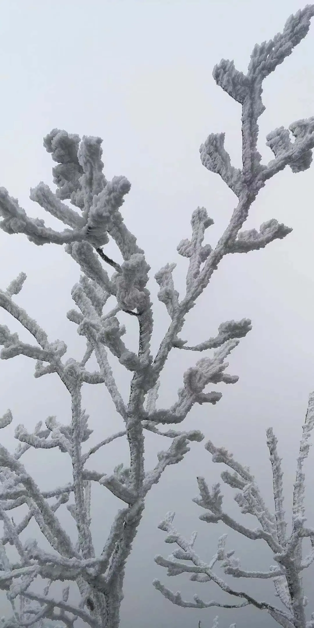 速冻的浪漫，这波冬日颜值“杀”我！