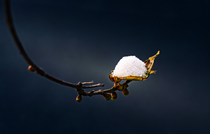 县区动态 | 雪落无声 诗意满园