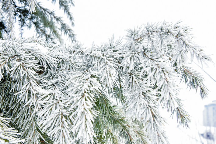 县区动态 | 雪落无声 诗意满园