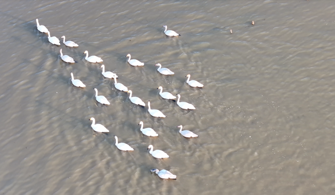 冬日限定！万鸟齐飞，这幅生态画卷美到心醉