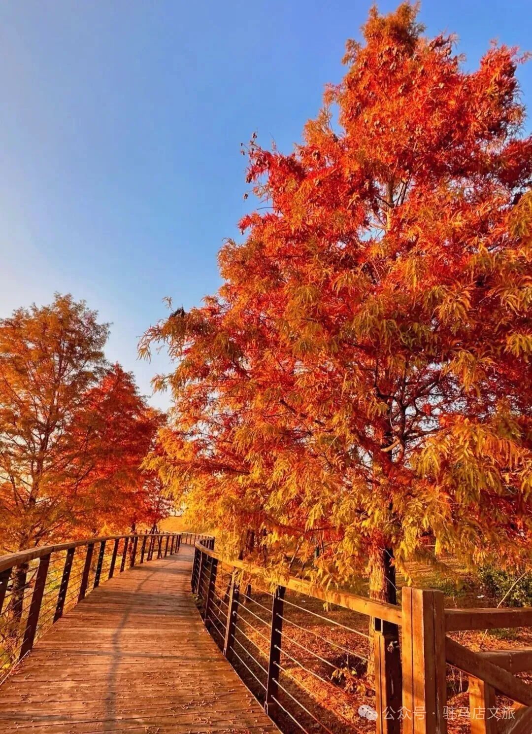 全部免费！在驻马店，收藏冬日的第一缕暖阳