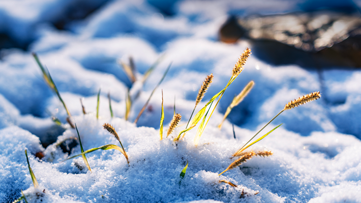 县区动态 | 雪落无声 诗意满园