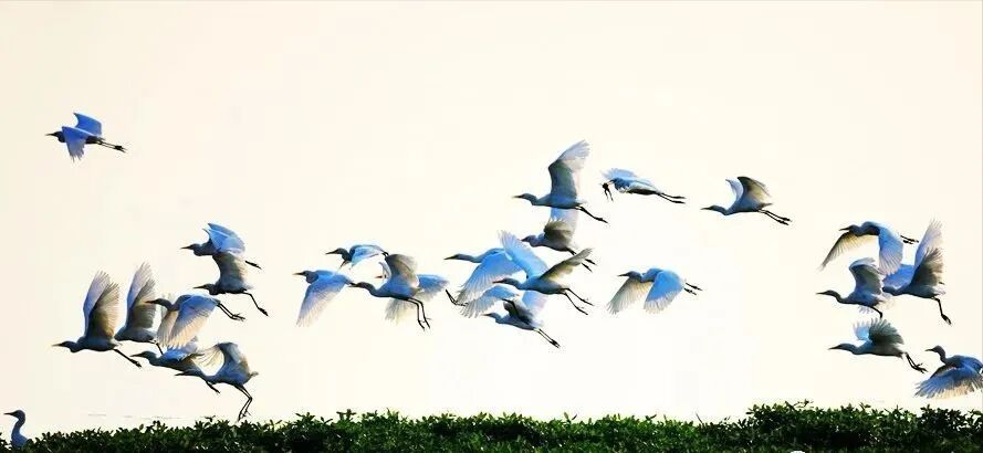 冬日限定！万鸟齐飞，这幅生态画卷美到心醉