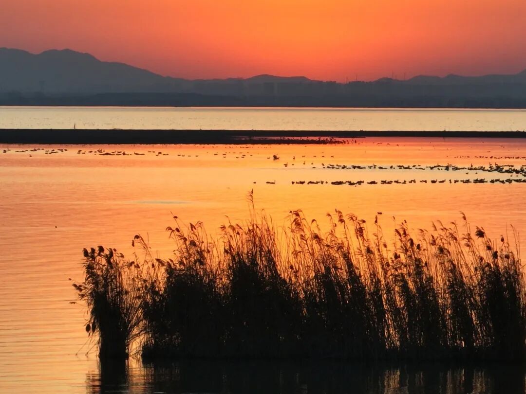 冬日限定！万鸟齐飞，这幅生态画卷美到心醉