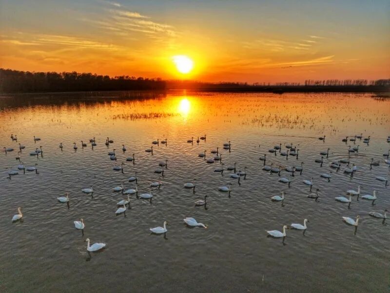 冬日限定！万鸟齐飞，这幅生态画卷美到心醉