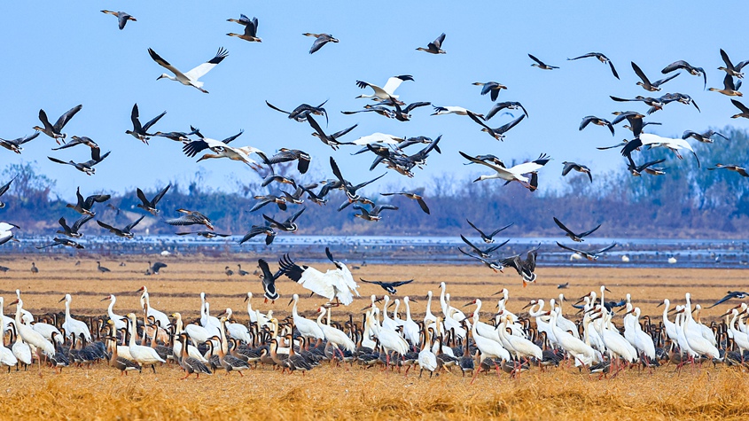 江西余干：鄱阳湖迎越冬候鸟高峰 百鸟群舞绘生态画卷