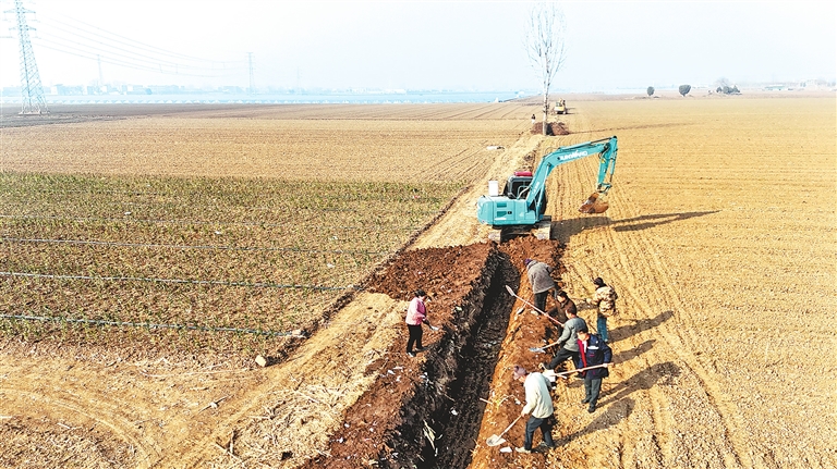 晚播小麦冬日“成长录”
