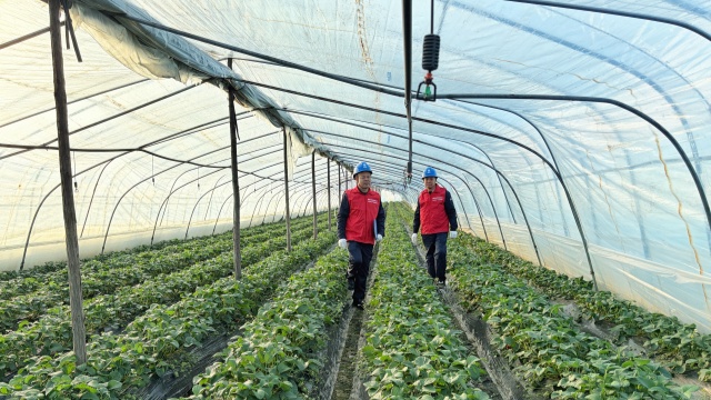 国网确山县供电公司：为“莓”好生活充满电