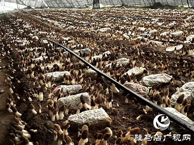 八年深耕“致富菌” 大棚种出“全年薪”