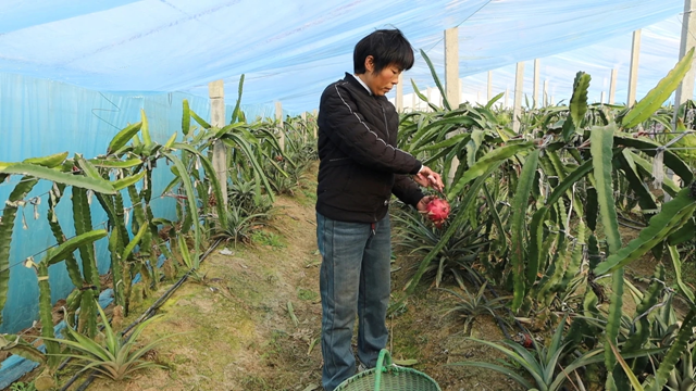 新蔡县涧头镇：南果北种结出“金果” 特色产业助推乡村振兴