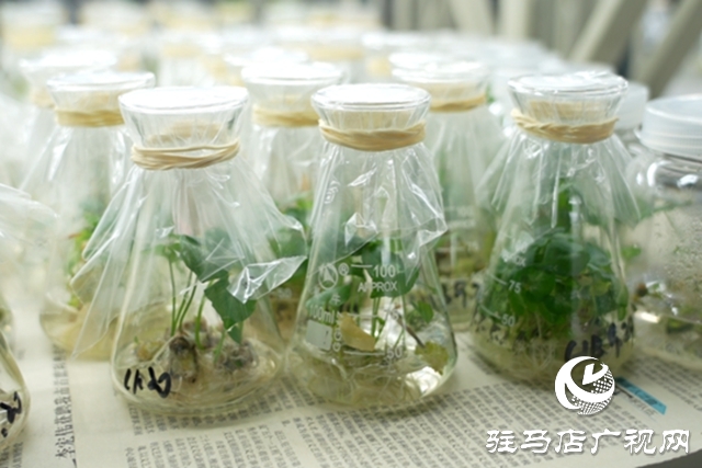 黄淮学院团队培育&ldquo;汝半夏1号&rdquo;通过省级鉴定