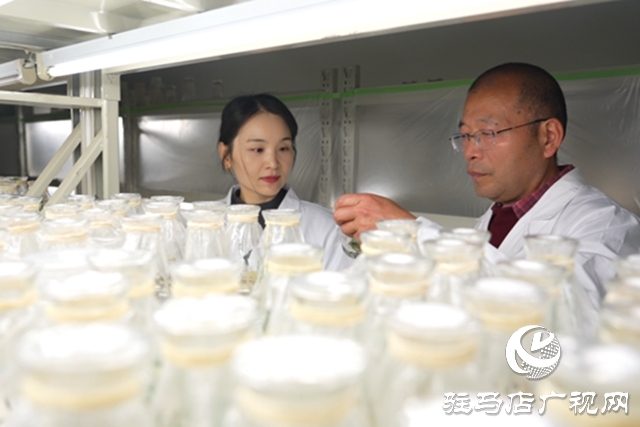 黄淮学院团队培育&ldquo;汝半夏1号&rdquo;通过省级鉴定