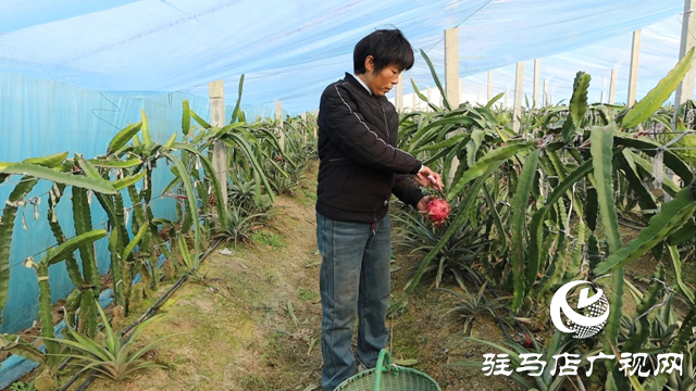 新蔡县涧头镇:南果北种结出“金果” 特色产业助推乡村振兴