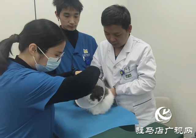 猫咪“能吃能喝”不等于健康!兽医提醒:警惕隐匿的心脏病风险