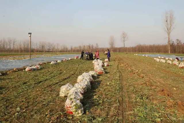 正阳县大林镇：沙土地里结出“致富果” 特色种植铺就富民路