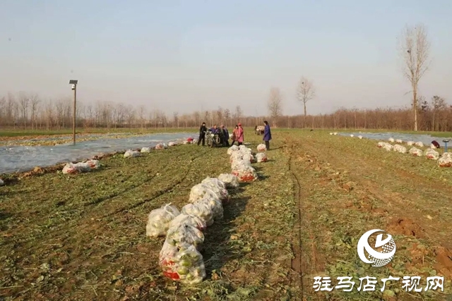 正阳县大林镇:沙土地里结出“致富果” 特色种植铺就富民路