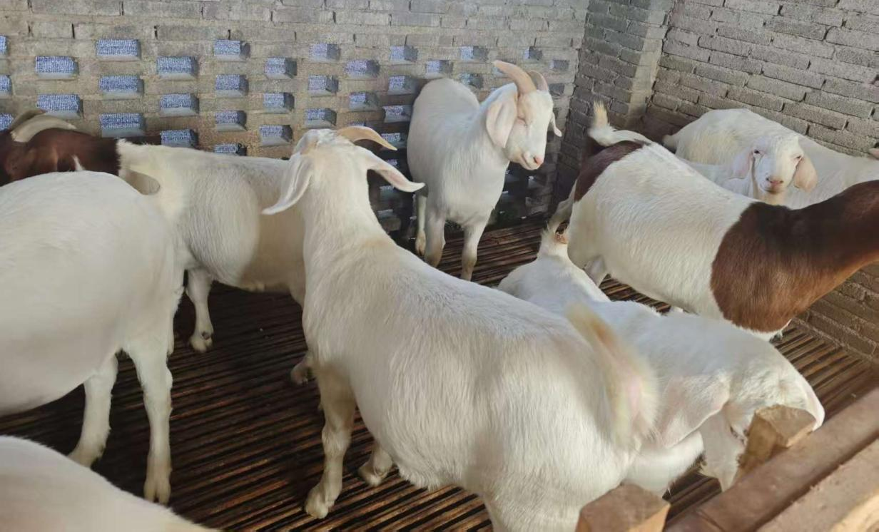 驻马店市动物疫病防疫检疫中心发布2026年元月份动物疫病预警预报