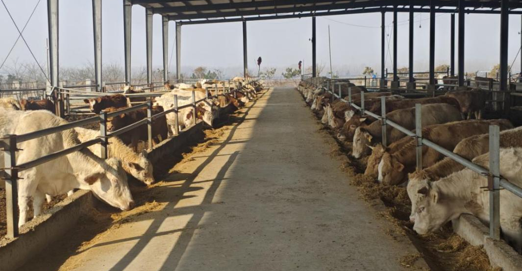 驻马店市动物疫病防疫检疫中心发布2026年元月份动物疫病预警预报