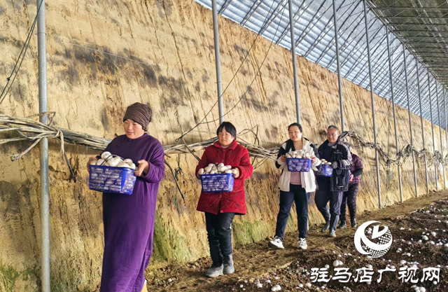 驿城区胡庙乡:双孢菇撑开“致富伞” 产业振兴跑出“加速度”