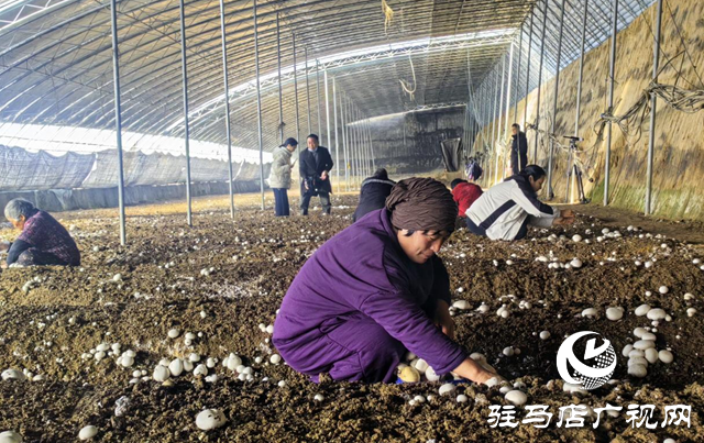 驿城区胡庙乡:双孢菇撑开“致富伞” 产业振兴跑出“加速度”