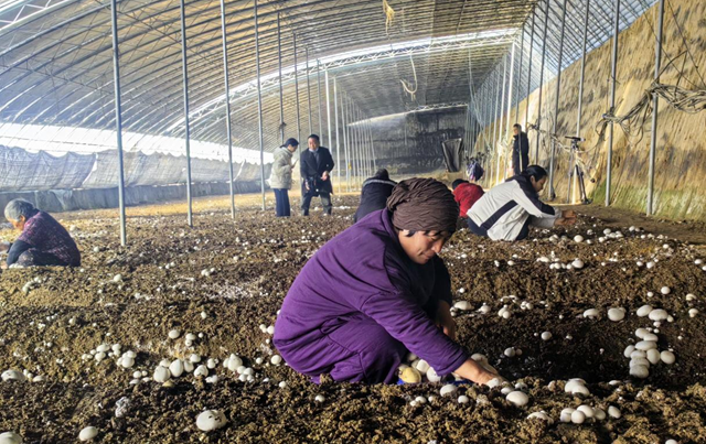 驿城区胡庙乡：双孢菇撑开“致富伞” 产业振兴跑出“加速度”