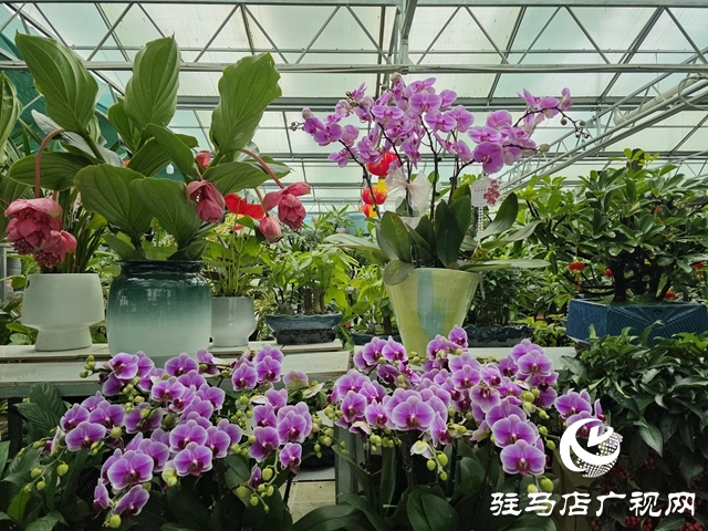 姹紫嫣红迎新年 驻马店年宵花市销售持续升温