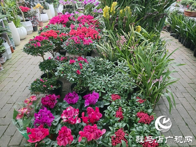 姹紫嫣红迎新年 驻马店年宵花市销售持续升温