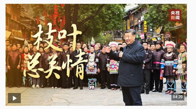 时政微视频丨枝叶总关情