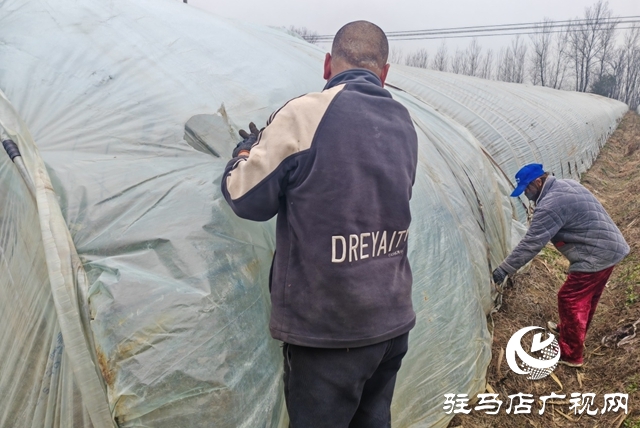 平舆县老王岗乡白龙庙村：寒冬大棚春意浓 面条菜拓宽增收路