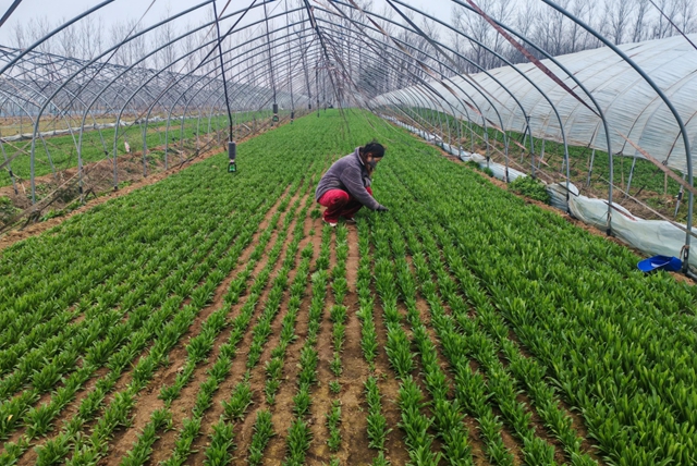 平舆县老王岗乡白龙庙村：寒冬大棚春意浓 面条菜拓宽增收路