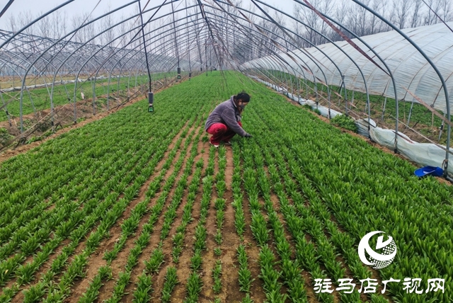 平舆县老王岗乡白龙庙村：寒冬大棚春意浓 面条菜拓宽增收路