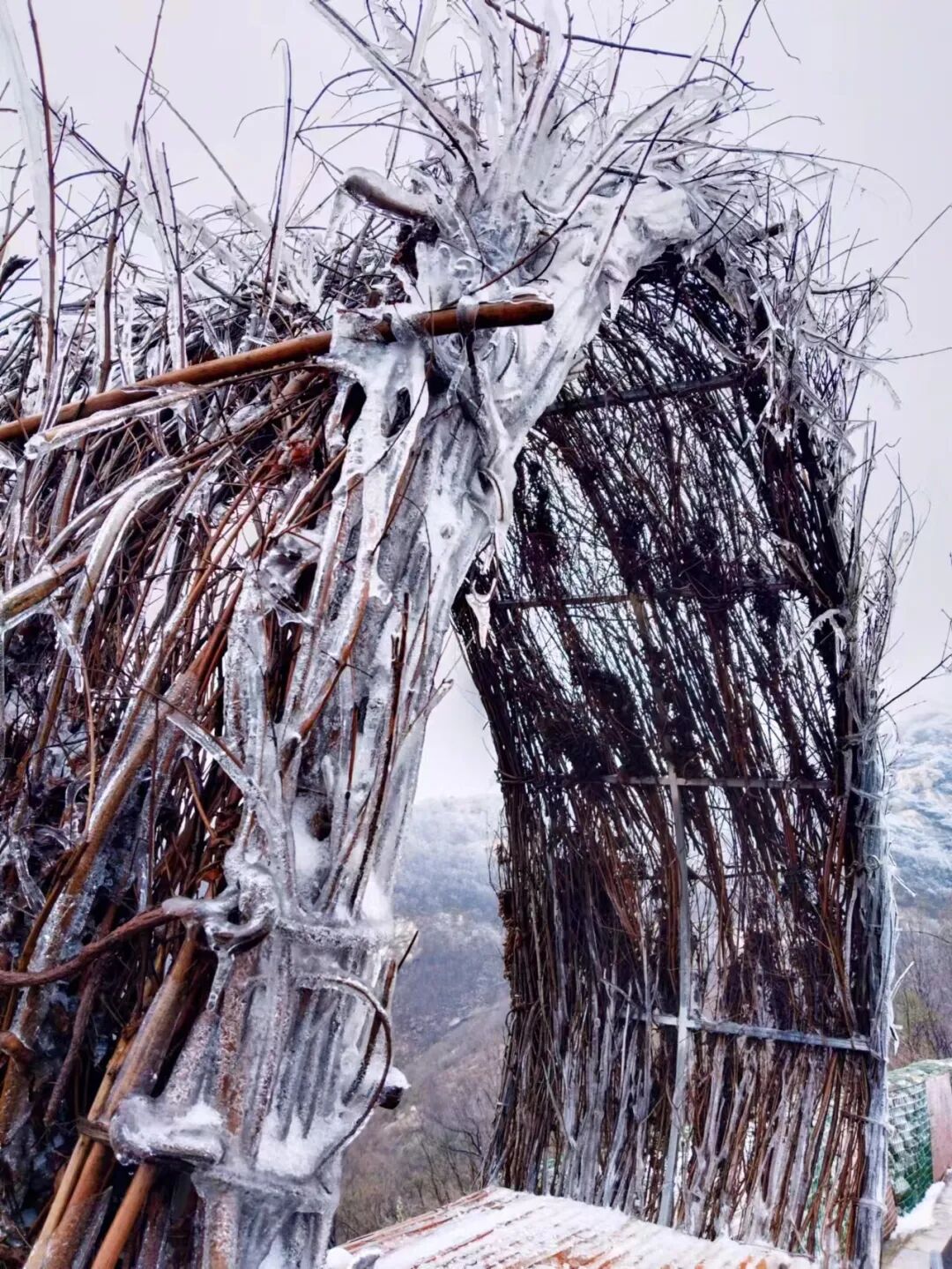 雪落无声,诗意满天中