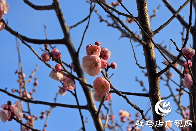 驻马店：梅花进入盛花期 成冬日靓丽风景