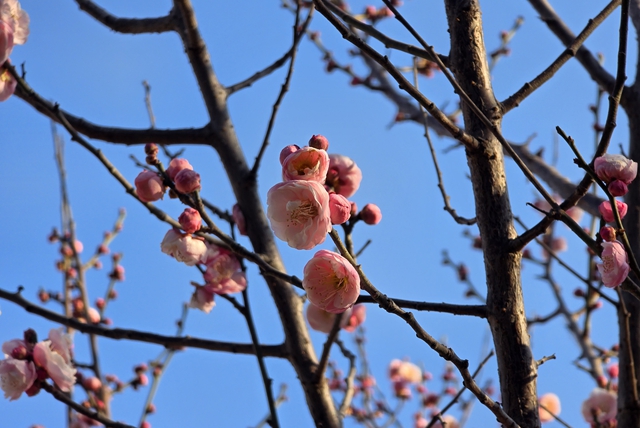 驻马店：梅花进入盛花期 成冬日靓丽风景
