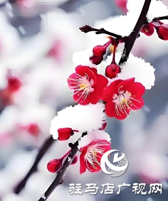 红梅映雪盛世春
