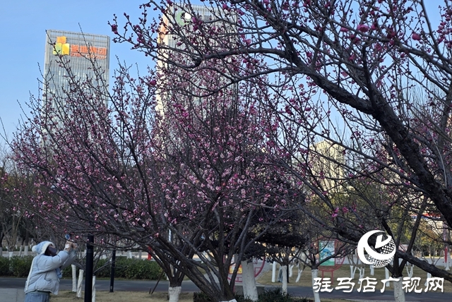 驻马店：梅花进入盛花期 成冬日靓丽风景