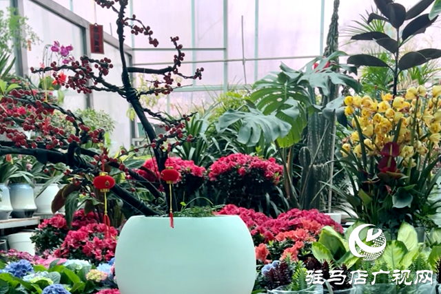 驻马店：&ldquo;三八&rdquo;节临近 鲜花市场销售火爆
